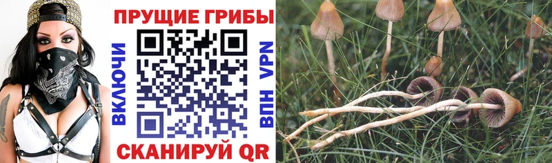Псилоцибиновые грибы Psilocybe  Камень-на-Оби 